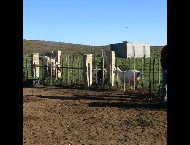 5,850HA FARM FOR SALE IN CALVINIA RURAL